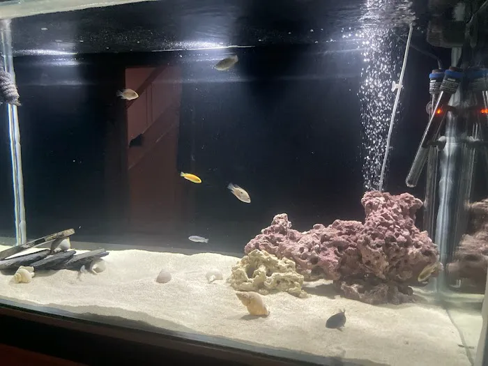 TINGLEY TROPICALS Picture 4