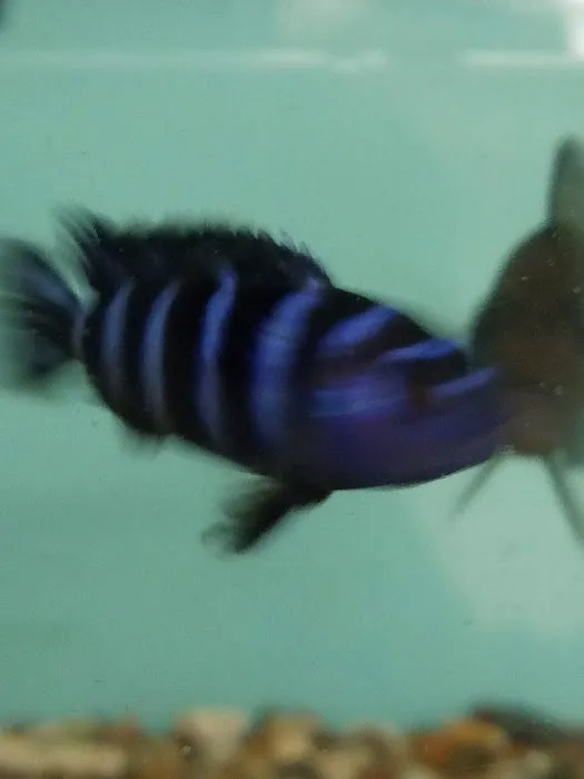 TINGLEY TROPICALS Picture 5