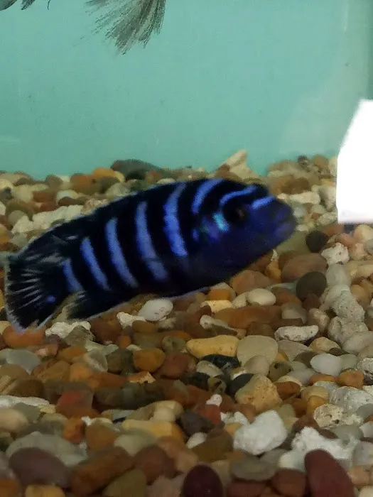 TINGLEY TROPICALS Picture 1