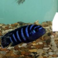 TINGLEY TROPICALS ico