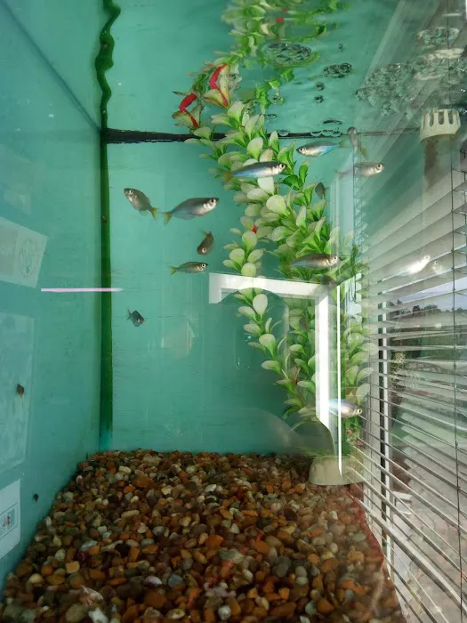 TINGLEY TROPICALS Picture 3