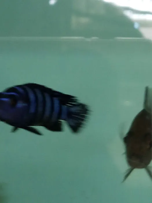 TINGLEY TROPICALS Picture 2