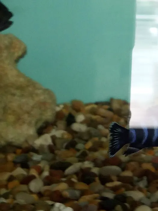 TINGLEY TROPICALS Picture 6