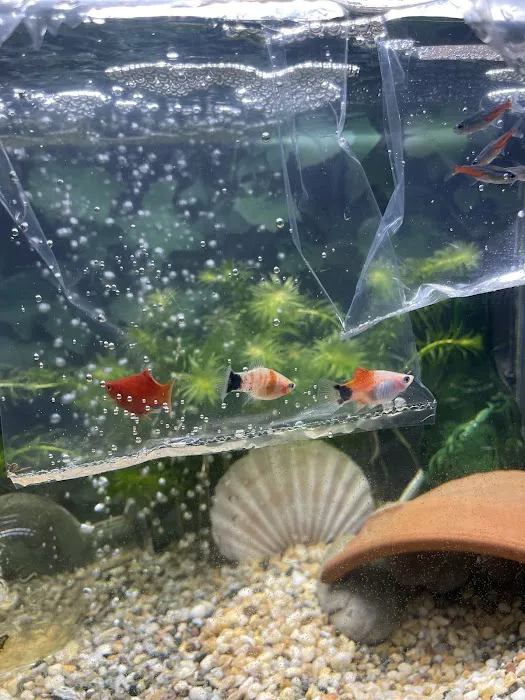 TINGLEY TROPICALS Picture 7