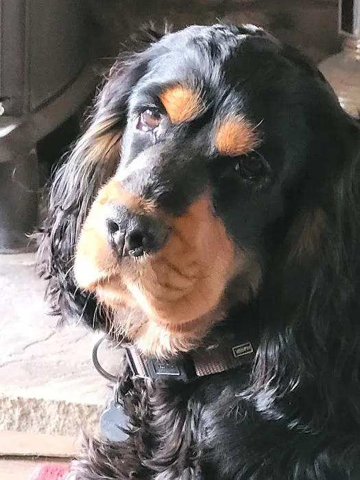 Donaldson's Vets Ltd Picture 6