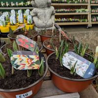 Maidenhead Aquatics Leeds South ico