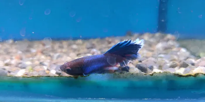 Maidenhead Aquatics Leeds South Picture 9