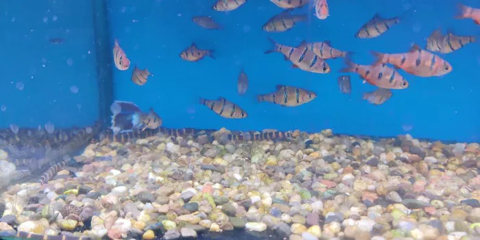 Maidenhead Aquatics Leeds South Picture 10