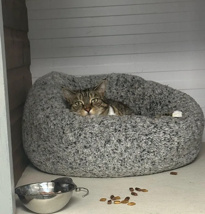 Warren House Cattery Picture 1