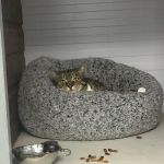 Warren House Cattery