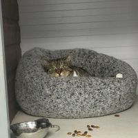 Warren House Cattery ico