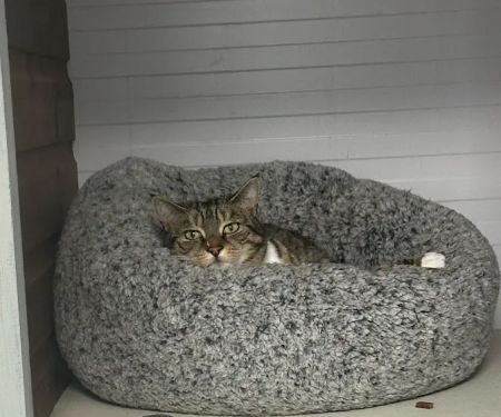 Warren House Cattery