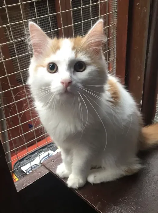 Warren House Cattery Picture 7