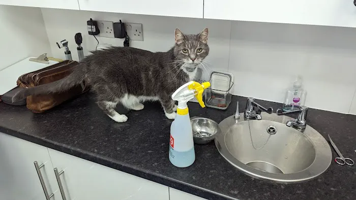 West Mount Vets - West Vale Picture 5