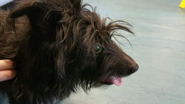 West Mount Vets - West Vale Picture 8