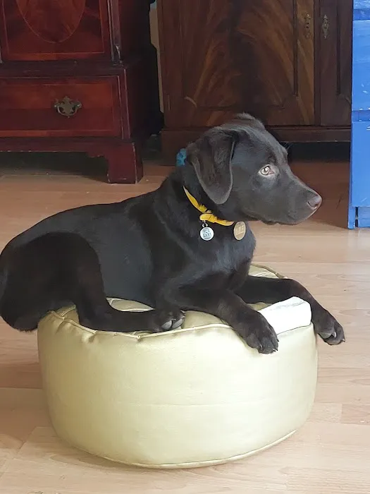 Rase Veterinary Centre - Boston Picture 4
