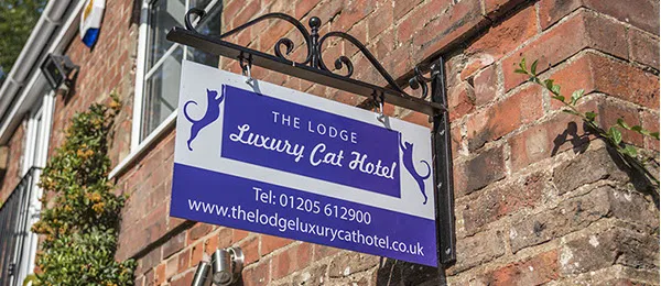 The Lodge Luxury Cat Hotel Picture 6