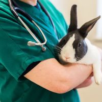 Freiston Veterinary Centre ico