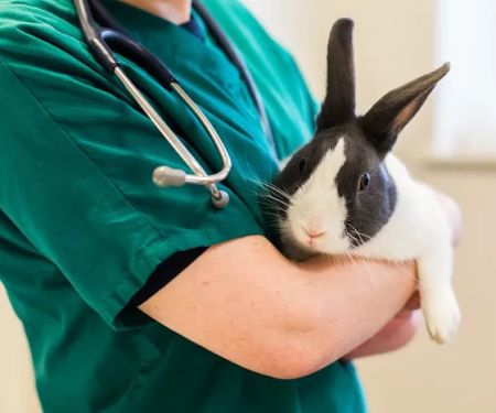 Freiston Veterinary Centre