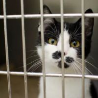 Birch Grove Cattery ico