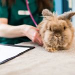 Sutterton Veterinary Hospital