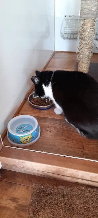 Furballs Cattery Picture 2