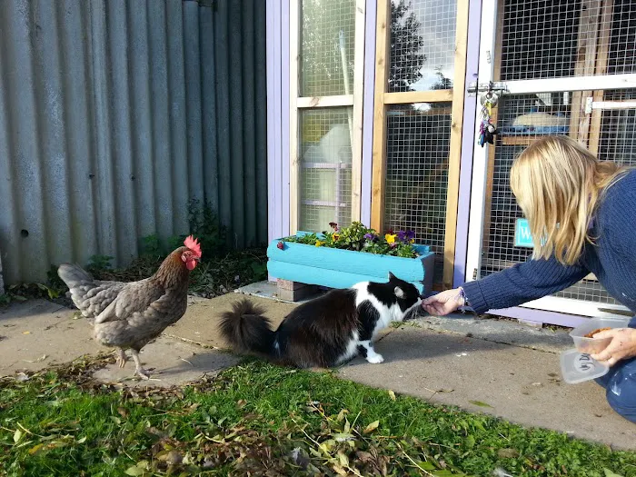 Furballs Cattery Picture 5