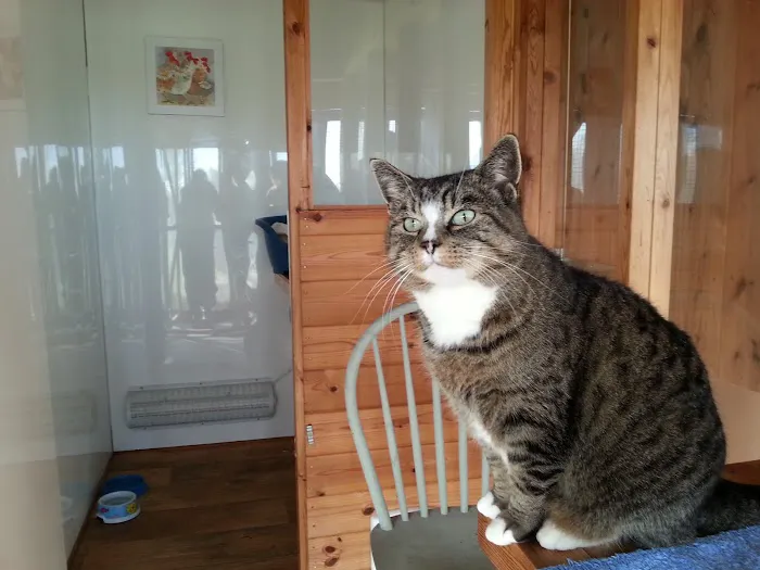 Furballs Cattery Picture 4