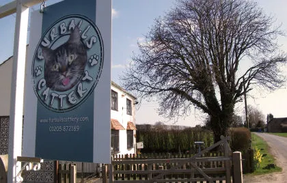 Furballs Cattery Picture 7