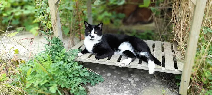 Furballs Cattery Picture 10