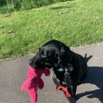 Medivet Boston