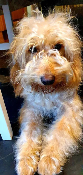 Pets at Home Scarborough Picture 6