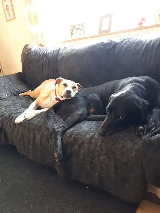 Pets at Home Scarborough Picture 5