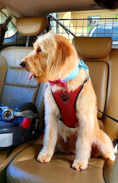 Pets at Home Scarborough Picture 7