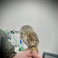 Origin vets clinic ico