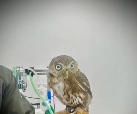 Origin vets clinic
