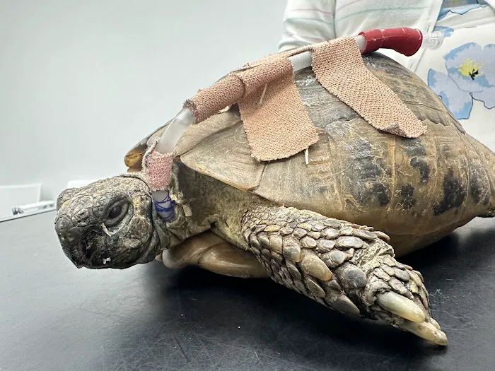 Origin vets clinic Picture 3