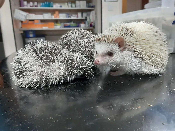 Origin vets clinic Picture 9