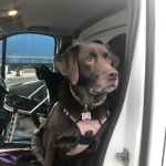 Animal Health Certificates UK North | From £69
