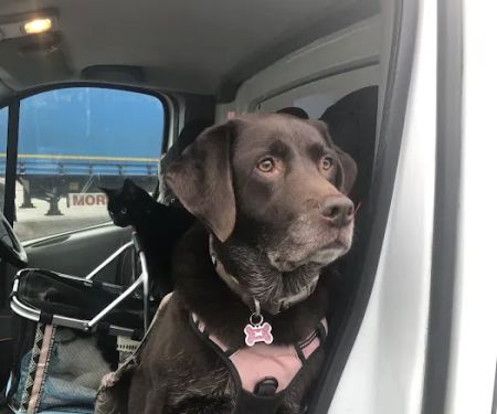 Animal Health Certificates UK North | From £69