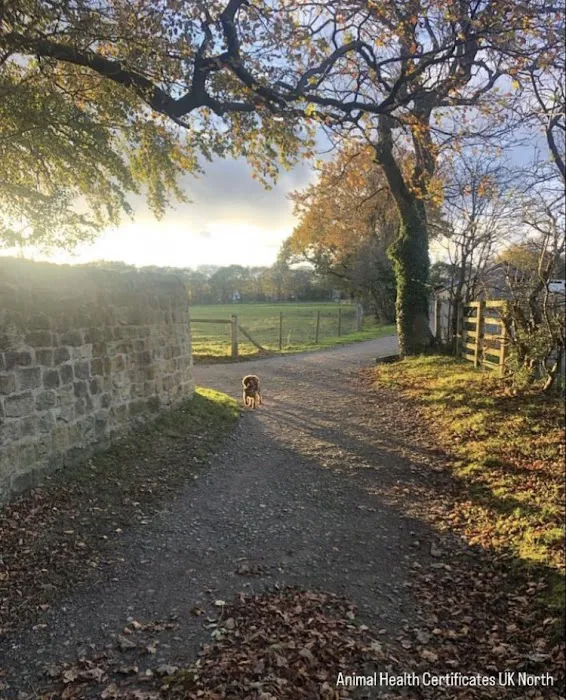 Animal Health Certificates UK North | From £69 Picture 2