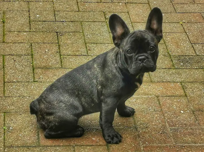Gonda's Veterinary Practice Picture 1