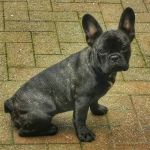 Gonda's Veterinary Practice