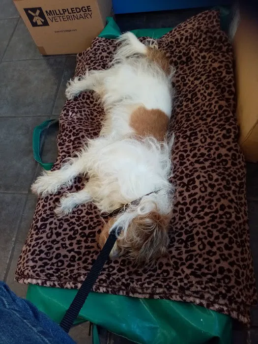 Gonda's Veterinary Practice Picture 5
