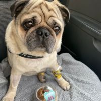 Cancer Care for Pets ico