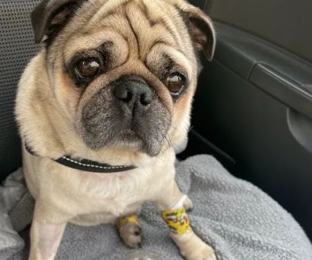 Cancer Care for Pets