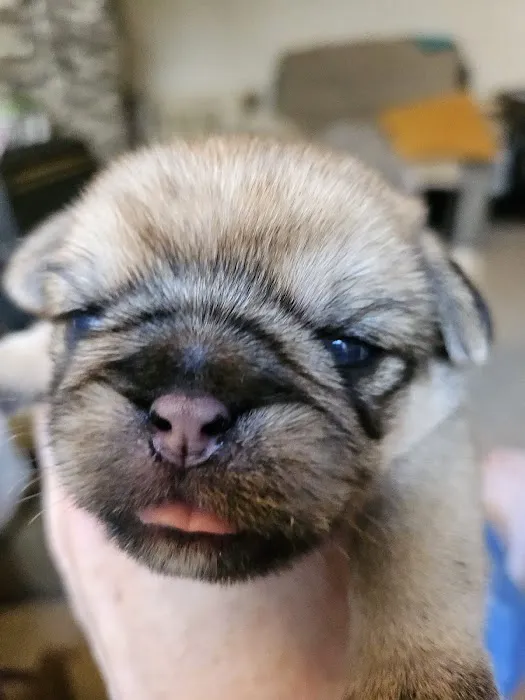 Donaldson's Vets Ltd Picture 2
