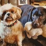 Donaldson's Vets Ltd