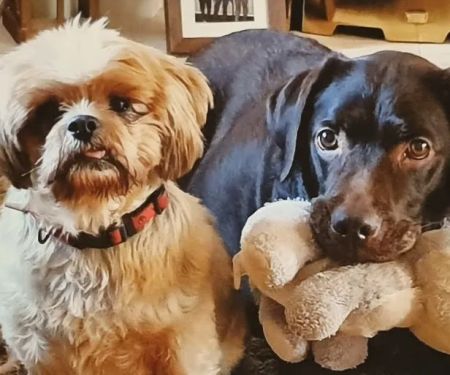 Donaldson's Vets Ltd