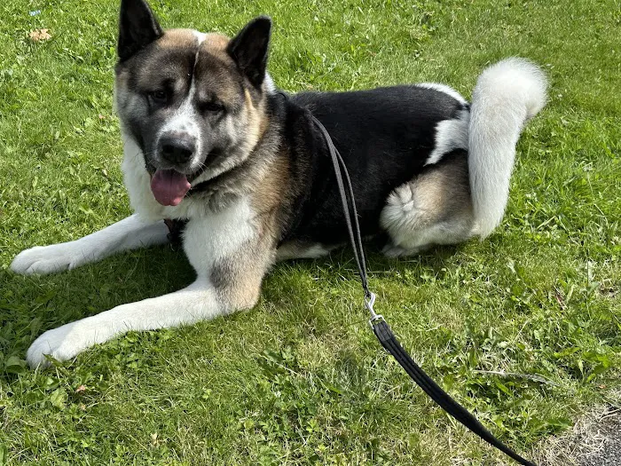 My Home Vet - mobile vet team Picture 1